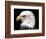 Head of Bald Eagle-Naturfoto Honal-Framed Photographic Print