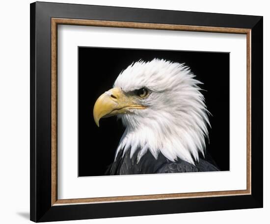 Head of Bald Eagle-Naturfoto Honal-Framed Photographic Print