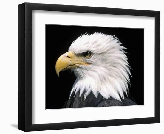 Head of Bald Eagle-Naturfoto Honal-Framed Photographic Print