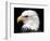 Head of Bald Eagle-Naturfoto Honal-Framed Photographic Print