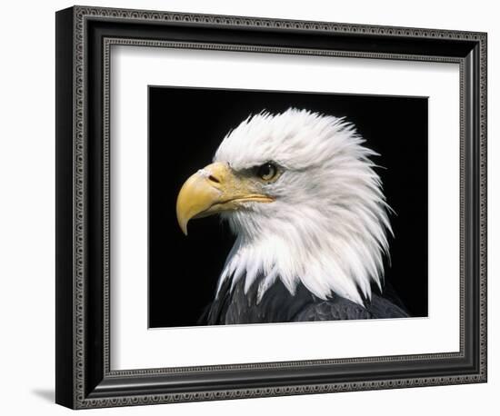 Head of Bald Eagle-Naturfoto Honal-Framed Photographic Print