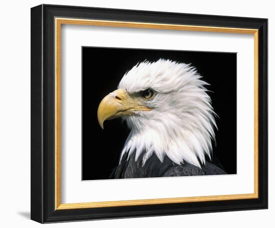 Head of Bald Eagle-Naturfoto Honal-Framed Photographic Print