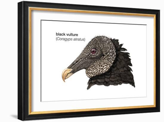 Head of Black Vulture (Coragyps Atratus), Birds-Encyclopaedia Britannica-Framed Art Print