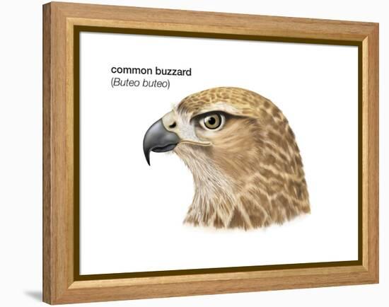 Head of Common Buzzard (Buteo Buteo), Birds-Encyclopaedia Britannica-Framed Stretched Canvas