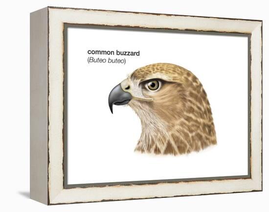 Head of Common Buzzard (Buteo Buteo), Birds-Encyclopaedia Britannica-Framed Stretched Canvas