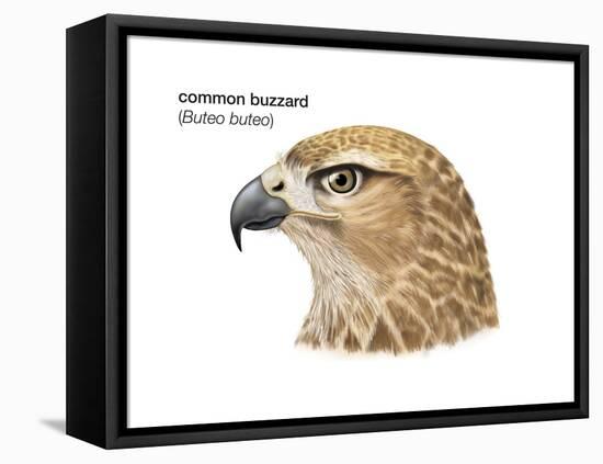 Head of Common Buzzard (Buteo Buteo), Birds-Encyclopaedia Britannica-Framed Stretched Canvas