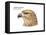 Head of Common Buzzard (Buteo Buteo), Birds-Encyclopaedia Britannica-Framed Stretched Canvas