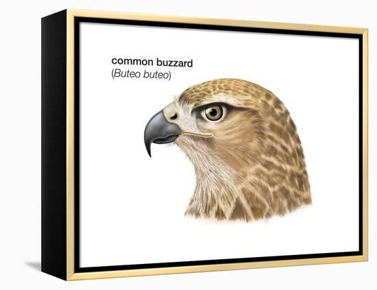 Head of Common Buzzard (Buteo Buteo), Birds-Encyclopaedia Britannica-Framed Stretched Canvas