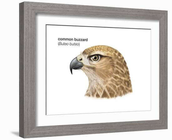 Head of Common Buzzard (Buteo Buteo), Birds-Encyclopaedia Britannica-Framed Art Print