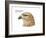 Head of Common Buzzard (Buteo Buteo), Birds-Encyclopaedia Britannica-Framed Art Print