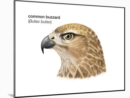 Head of Common Buzzard (Buteo Buteo), Birds-Encyclopaedia Britannica-Mounted Art Print