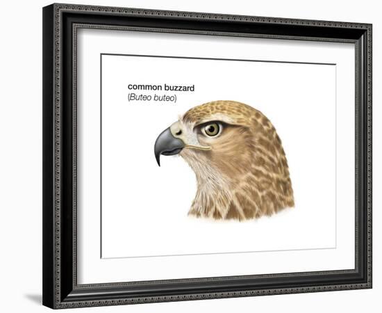 Head of Common Buzzard (Buteo Buteo), Birds-Encyclopaedia Britannica-Framed Art Print