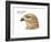 Head of Common Buzzard (Buteo Buteo), Birds-Encyclopaedia Britannica-Framed Art Print