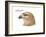 Head of Common Buzzard (Buteo Buteo), Birds-Encyclopaedia Britannica-Framed Art Print