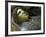 Head of Deceased Person-null-Framed Giclee Print