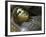 Head of Deceased Person-null-Framed Giclee Print