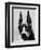 Head of Doberman Pinscher-Henry Horenstein-Framed Photographic Print