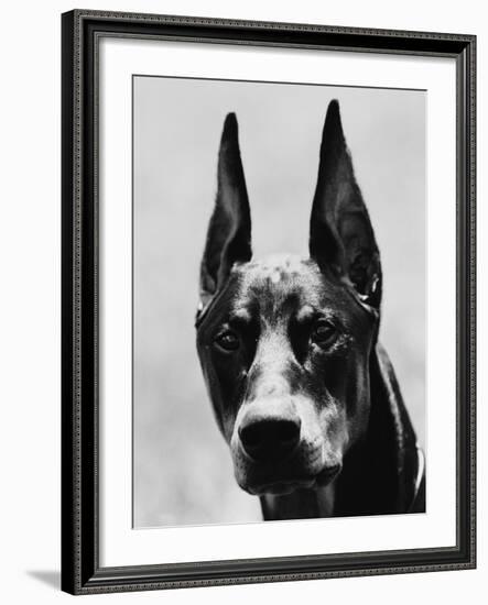 Head of Doberman Pinscher-Henry Horenstein-Framed Photographic Print