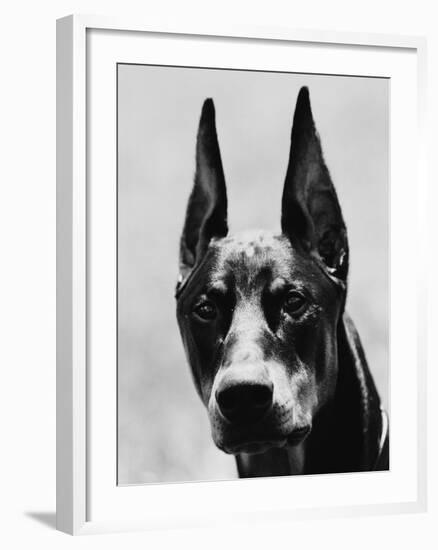 Head of Doberman Pinscher-Henry Horenstein-Framed Photographic Print