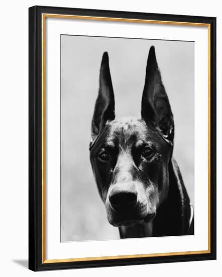 Head of Doberman Pinscher-Henry Horenstein-Framed Photographic Print