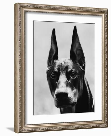 Head of Doberman Pinscher-Henry Horenstein-Framed Photographic Print