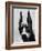 Head of Doberman Pinscher-Henry Horenstein-Framed Photographic Print