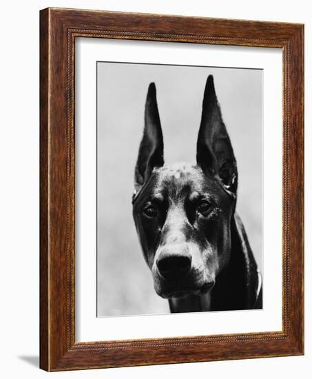 Head of Doberman Pinscher-Henry Horenstein-Framed Photographic Print