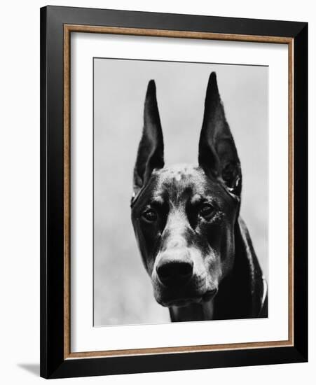 Head of Doberman Pinscher-Henry Horenstein-Framed Photographic Print