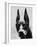 Head of Doberman Pinscher-Henry Horenstein-Framed Photographic Print