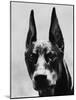 Head of Doberman Pinscher-Henry Horenstein-Mounted Photographic Print