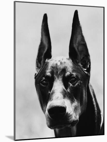 Head of Doberman Pinscher-Henry Horenstein-Mounted Photographic Print