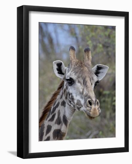 Head of Female Masai Giraffe, Masai Mara National Reserve, Kenya, East Africa-James Hager-Framed Photographic Print