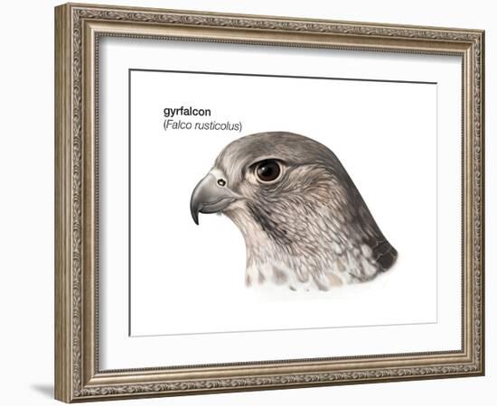 Head of Gyrfalcon (Falco Rusticolus), Birds-Encyclopaedia Britannica-Framed Art Print