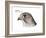 Head of Gyrfalcon (Falco Rusticolus), Birds-Encyclopaedia Britannica-Framed Art Print