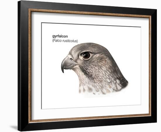 Head of Gyrfalcon (Falco Rusticolus), Birds-Encyclopaedia Britannica-Framed Art Print