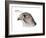 Head of Gyrfalcon (Falco Rusticolus), Birds-Encyclopaedia Britannica-Framed Art Print