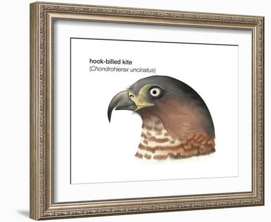 Head of Hook-Billed Kite (Chondrohierax Uncinatus), Birds-Encyclopaedia Britannica-Framed Art Print