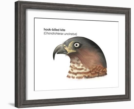 Head of Hook-Billed Kite (Chondrohierax Uncinatus), Birds-Encyclopaedia Britannica-Framed Art Print