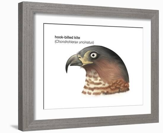 Head of Hook-Billed Kite (Chondrohierax Uncinatus), Birds-Encyclopaedia Britannica-Framed Art Print