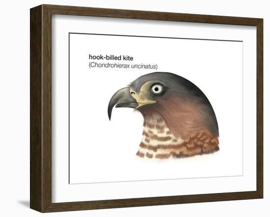 Head of Hook-Billed Kite (Chondrohierax Uncinatus), Birds-Encyclopaedia Britannica-Framed Art Print