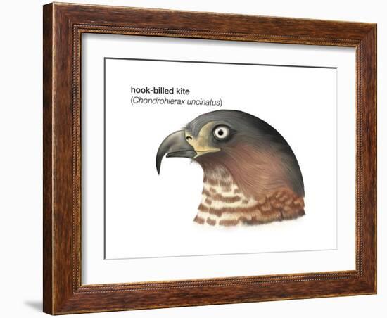 Head of Hook-Billed Kite (Chondrohierax Uncinatus), Birds-Encyclopaedia Britannica-Framed Art Print