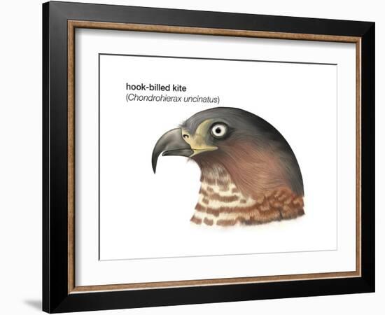 Head of Hook-Billed Kite (Chondrohierax Uncinatus), Birds-Encyclopaedia Britannica-Framed Art Print
