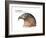 Head of Hook-Billed Kite (Chondrohierax Uncinatus), Birds-Encyclopaedia Britannica-Framed Art Print