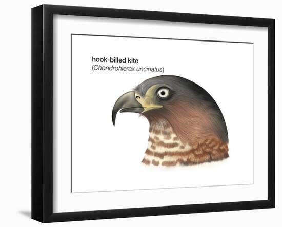 Head of Hook-Billed Kite (Chondrohierax Uncinatus), Birds-Encyclopaedia Britannica-Framed Art Print