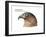 Head of Hook-Billed Kite (Chondrohierax Uncinatus), Birds-Encyclopaedia Britannica-Framed Art Print