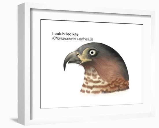 Head of Hook-Billed Kite (Chondrohierax Uncinatus), Birds-Encyclopaedia Britannica-Framed Art Print