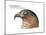 Head of Hook-Billed Kite (Chondrohierax Uncinatus), Birds-Encyclopaedia Britannica-Mounted Art Print