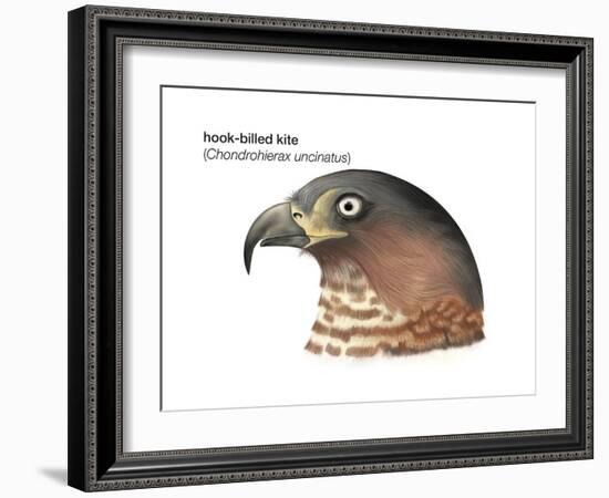 Head of Hook-Billed Kite (Chondrohierax Uncinatus), Birds-Encyclopaedia Britannica-Framed Art Print