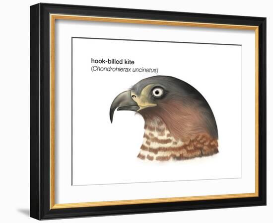 Head of Hook-Billed Kite (Chondrohierax Uncinatus), Birds-Encyclopaedia Britannica-Framed Art Print