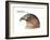 Head of Hook-Billed Kite (Chondrohierax Uncinatus), Birds-Encyclopaedia Britannica-Framed Art Print